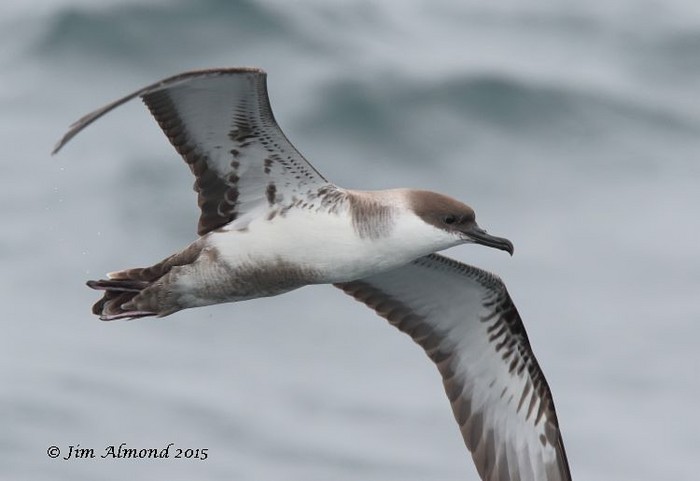 Great Shearwater