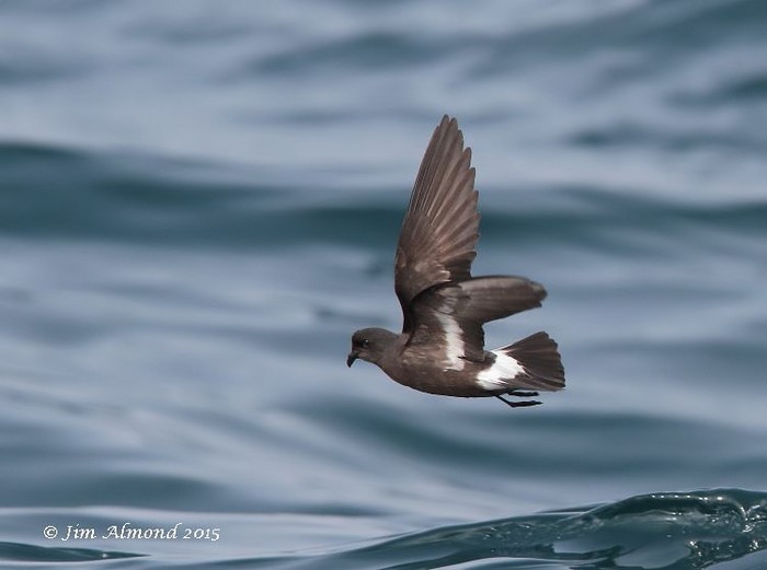 Storm Petrel
