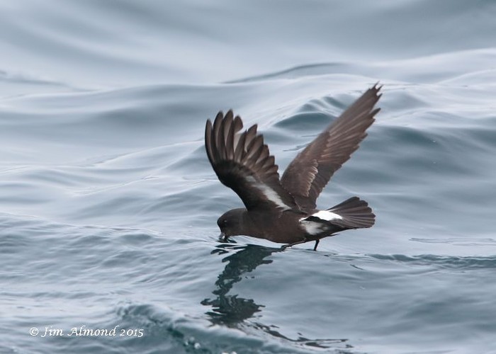 Storm Petrel