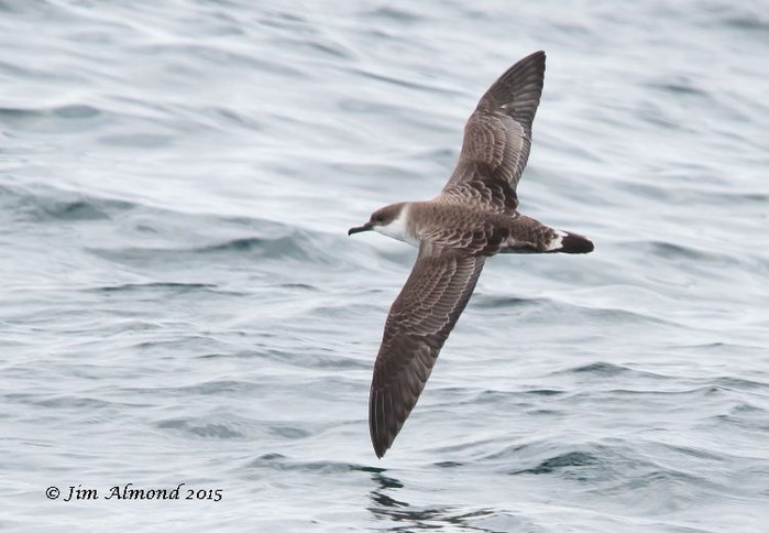Great Shearwater