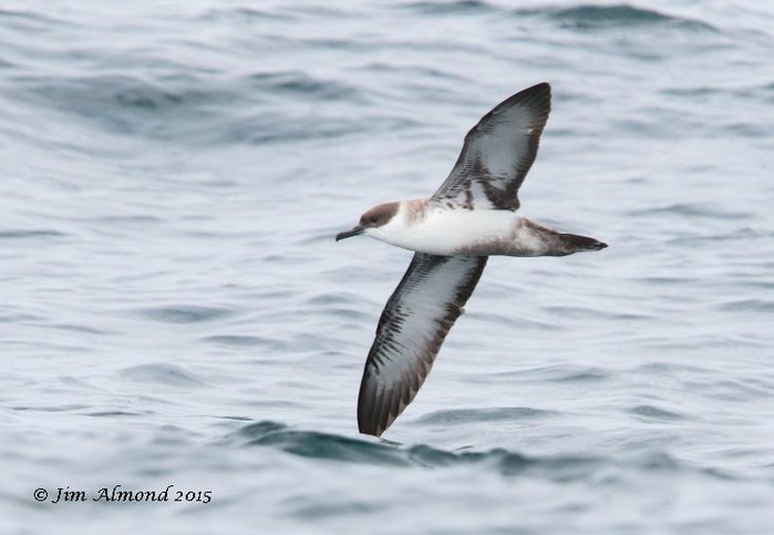 Great Shearwater