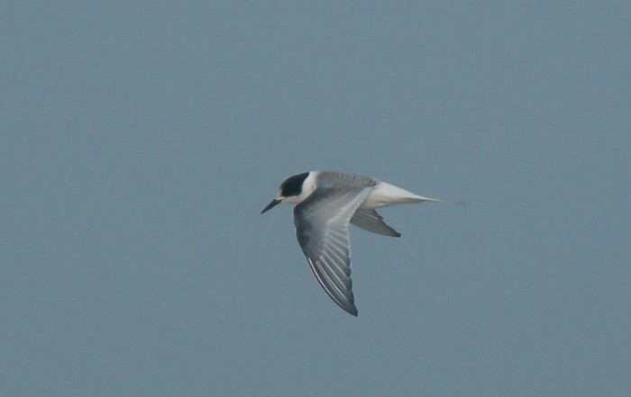 Arctic Tern