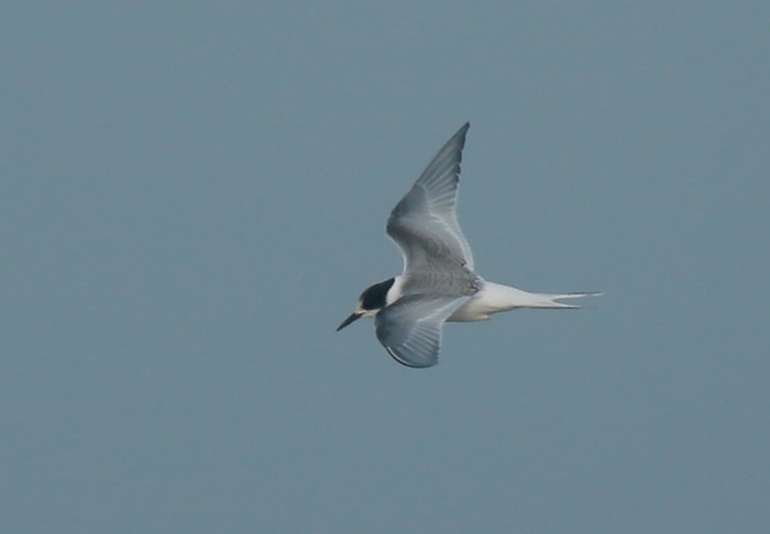 Arctic Tern