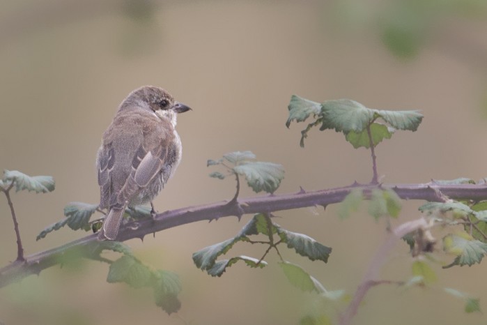 Red-backed Shrike