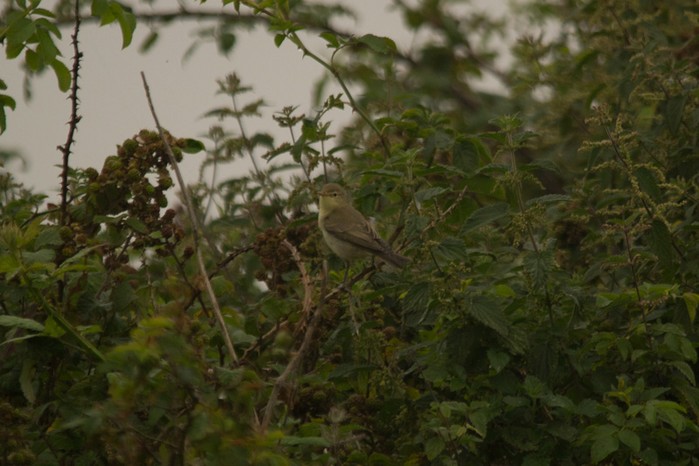 Icterine Warbler