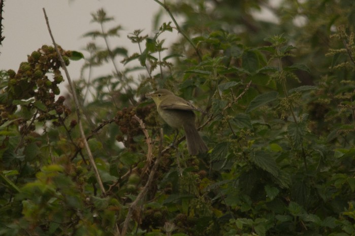 Icterine Warbler