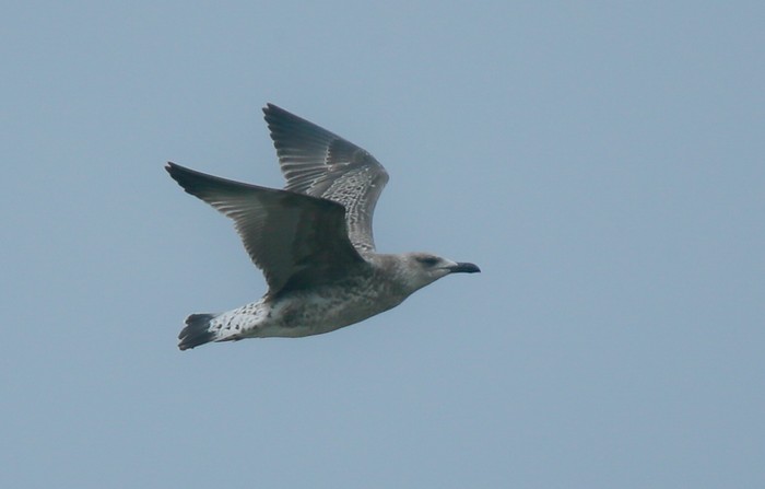 Yellow-legged Gull