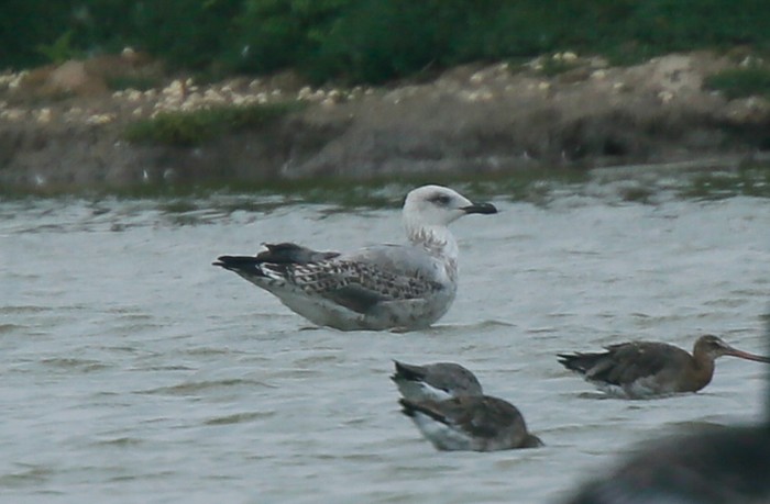 Yellow-legged Gull