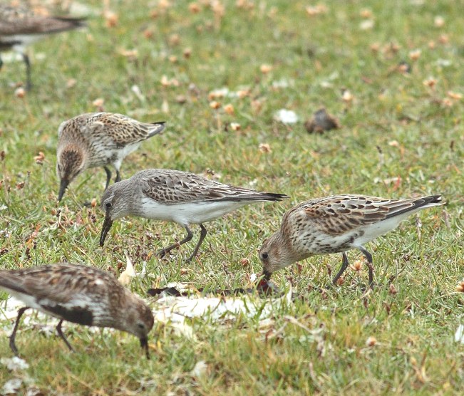 White-rumped Sandpiper