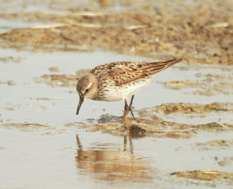 White-rumped Sandpiper