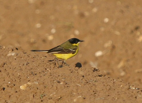 Black-headed Wagtail