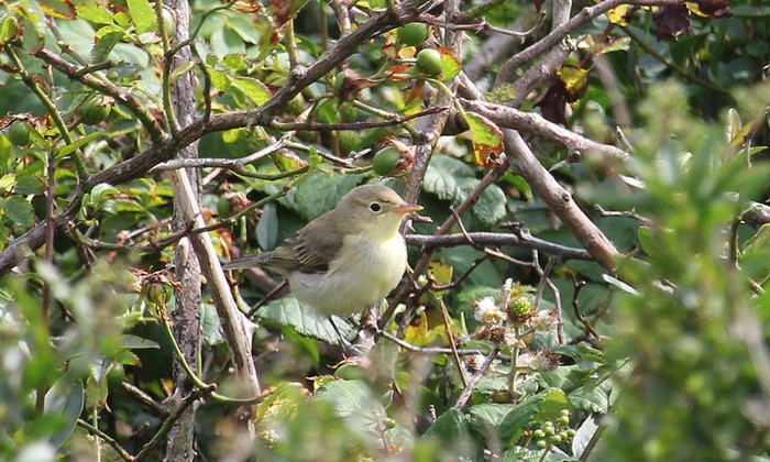 Icterine Warbler