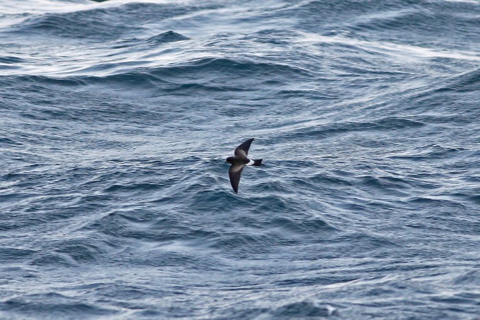 Wilson's Petrel