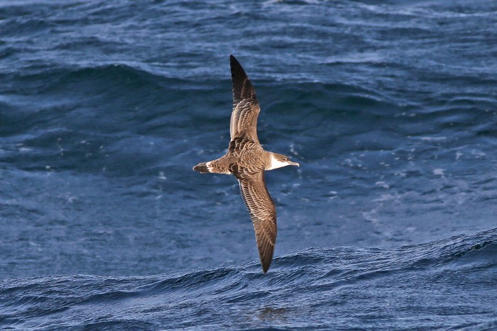 Great Shearwater