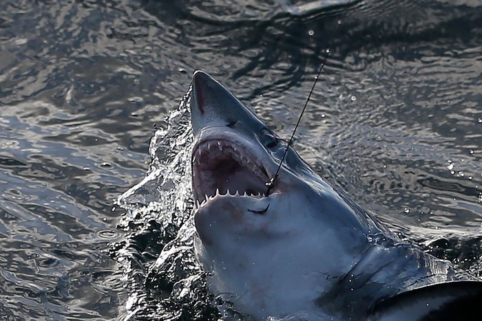 Porbeagle Shark