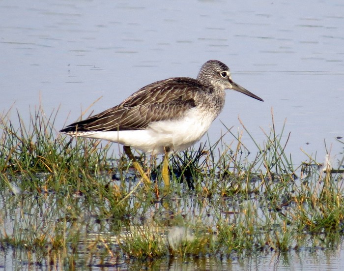 Greenshank