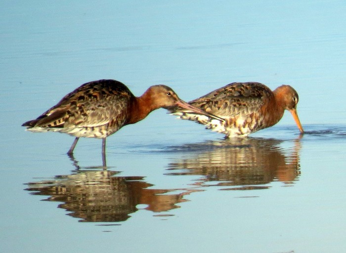 Black-tailed Godwit