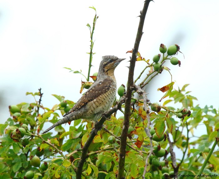 Wryneck