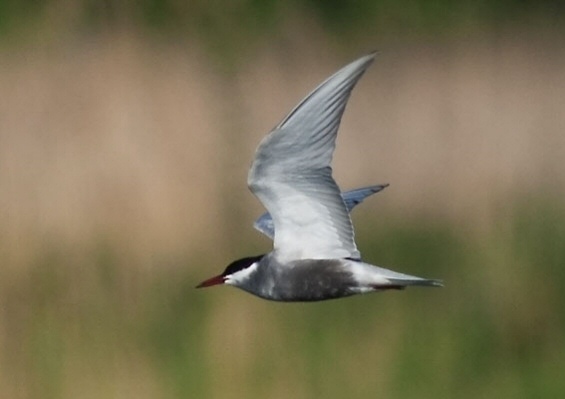 Whiskered Tern