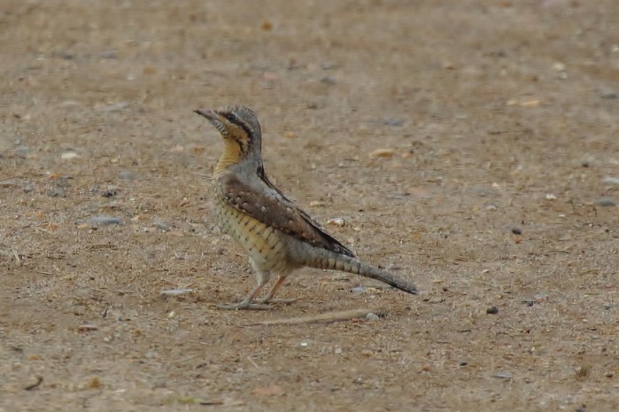 Wryneck