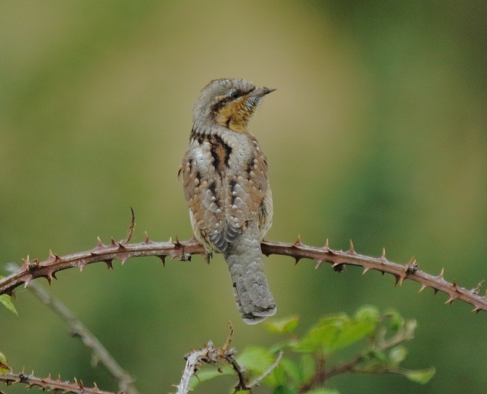 Wryneck