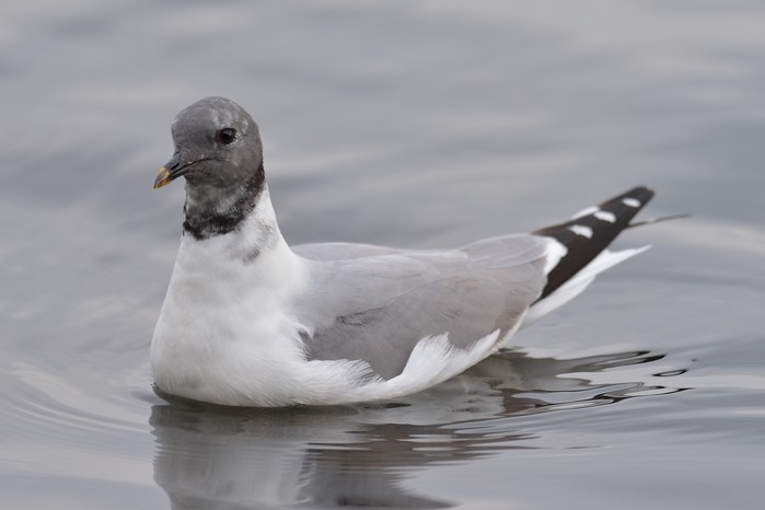 Sabine's Gull