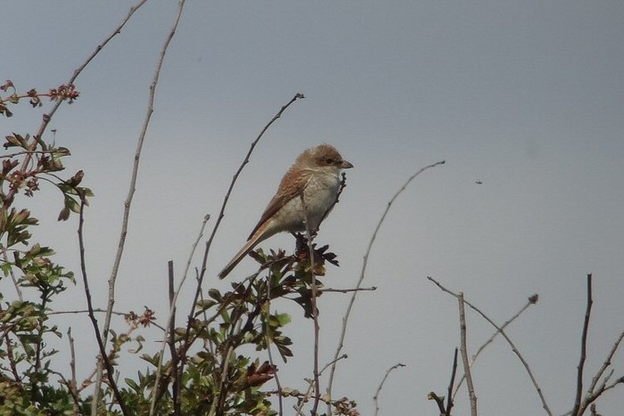 Red-backed Shrike