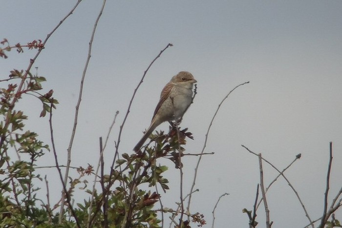 Red-backed Shrike