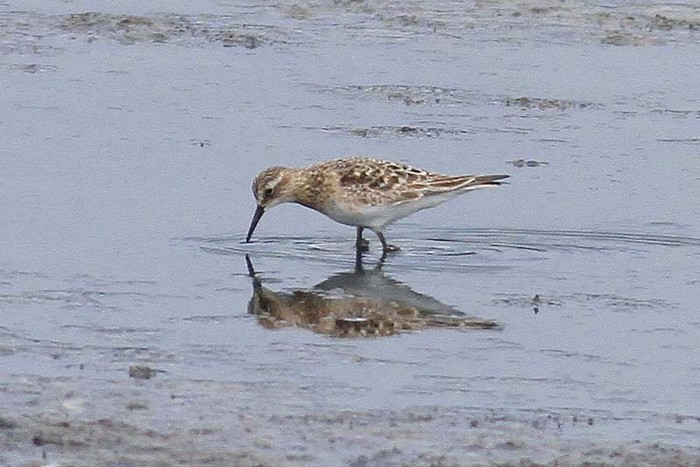 Baird's Sandpiper