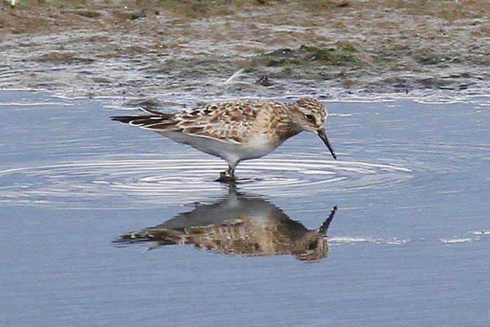 Baird's Sandpiper