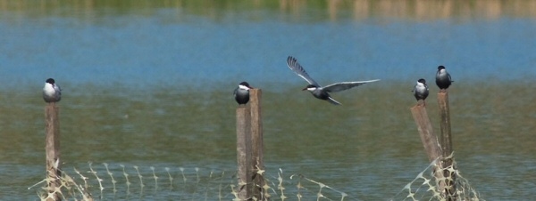 Whiskered Tern