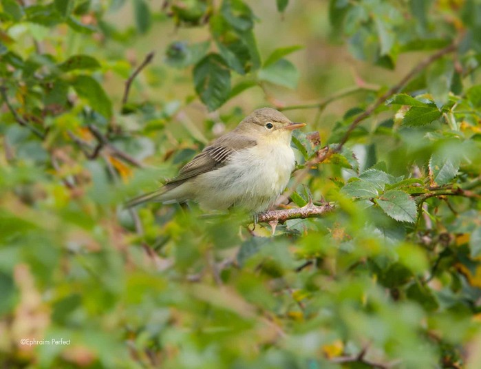 Icterine Warbler