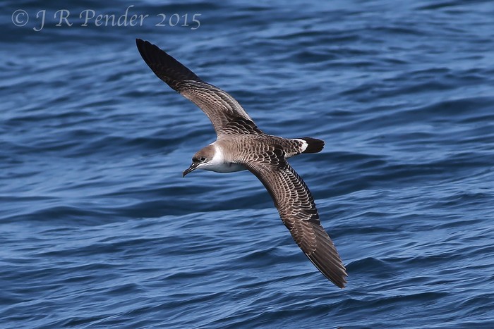 Great Shearwater