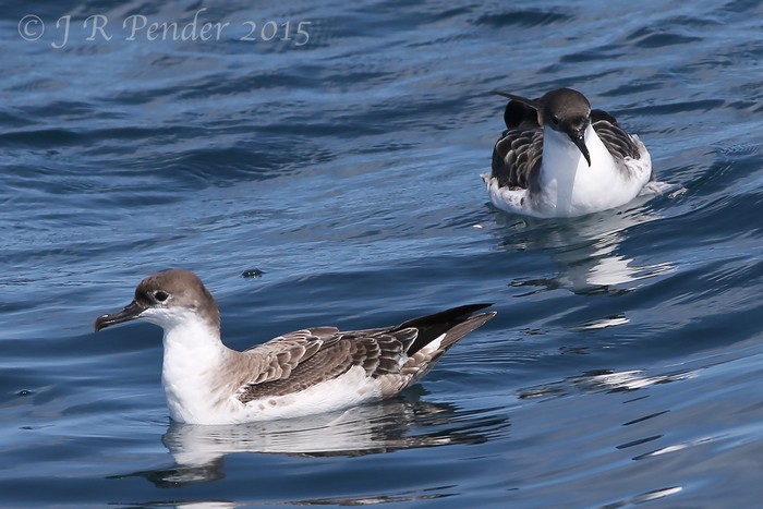 Great Shearwater