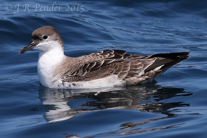 Great Shearwater