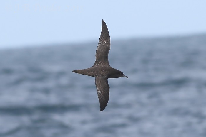 Sooty Shearwater