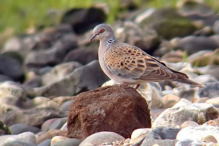 Turtle Dove