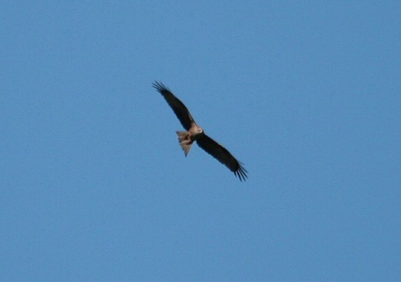 Black Kite