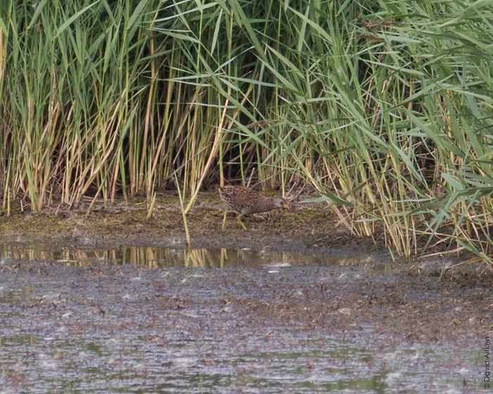 Spotted Crake