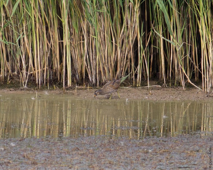 Spotted Crake