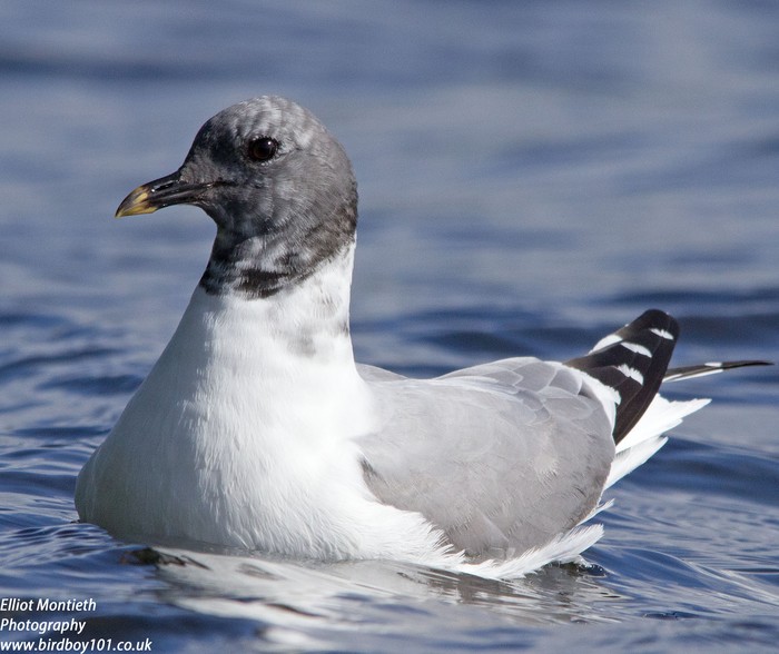 Sabine's Gull