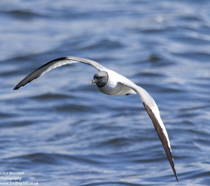 Sabine's Gull