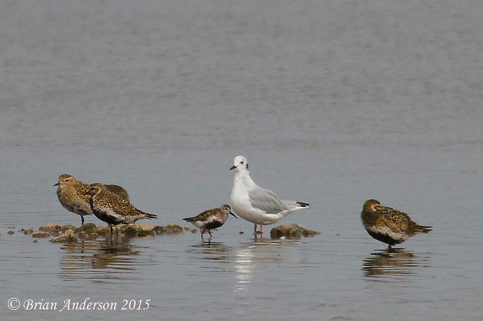 Bonaparte's Gull