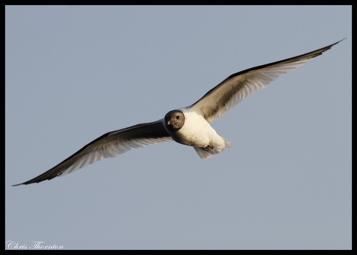 Sabine's Gull