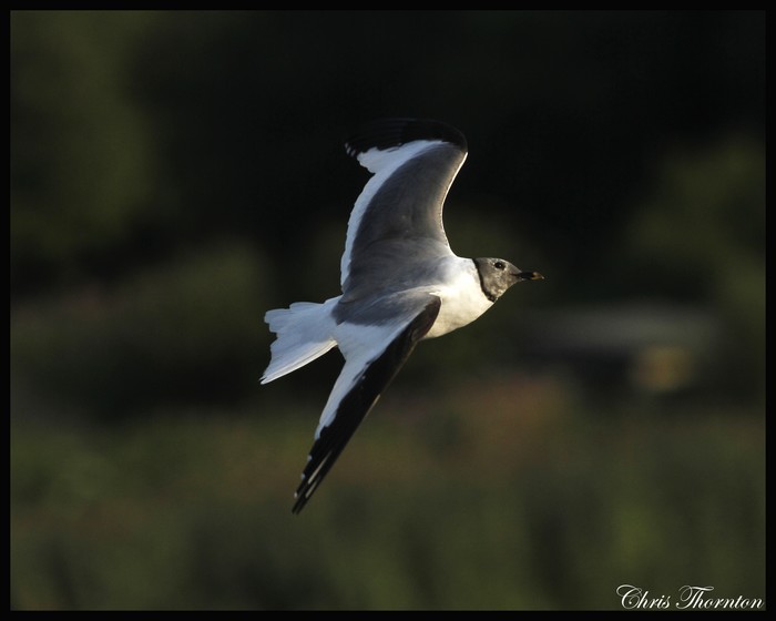 Sabine's Gull
