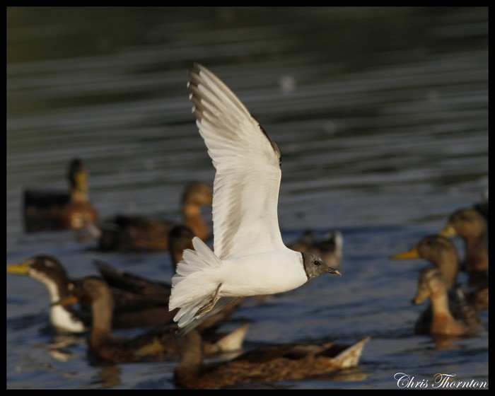 Sabine's Gull
