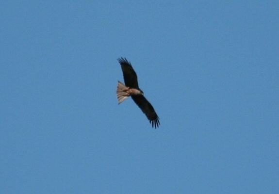 Black Kite