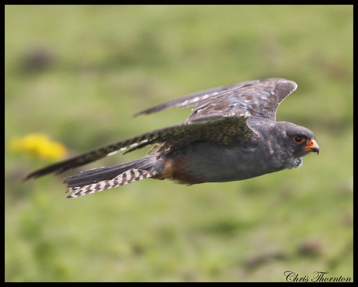 Red-footed Falcon