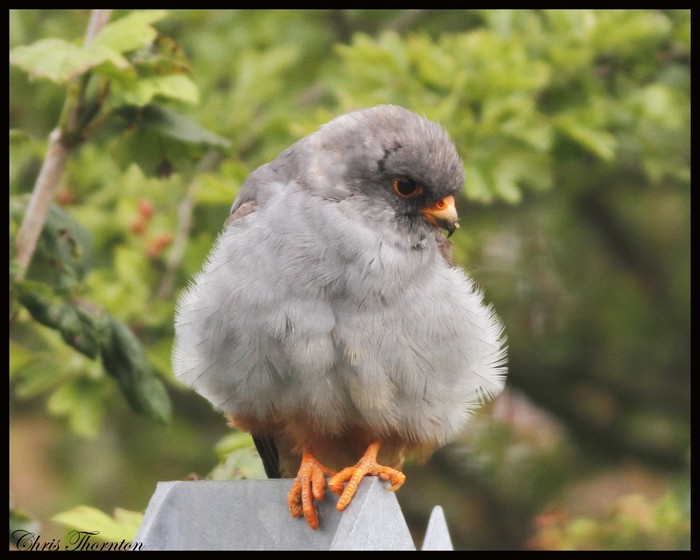 Red-footed Falcon