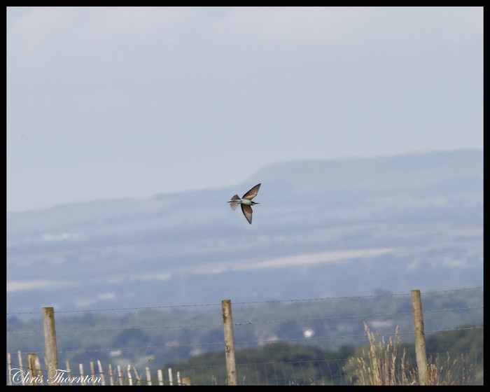 Bee-eater